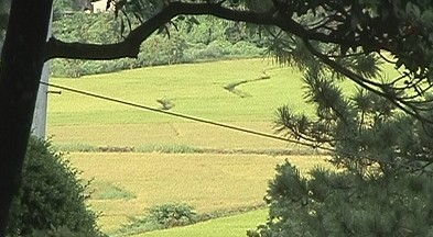091102_bonglimsa151125.jpg