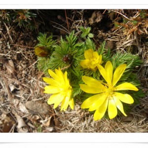 100206_bonglimsa190737.jpg