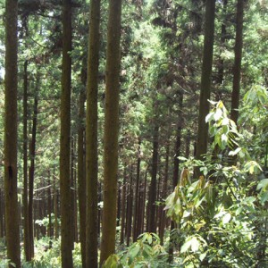 100815_bonglimsa200246.jpg