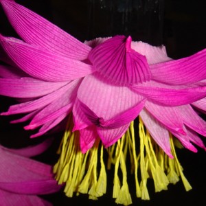 110318_bonglimsa214549.jpg